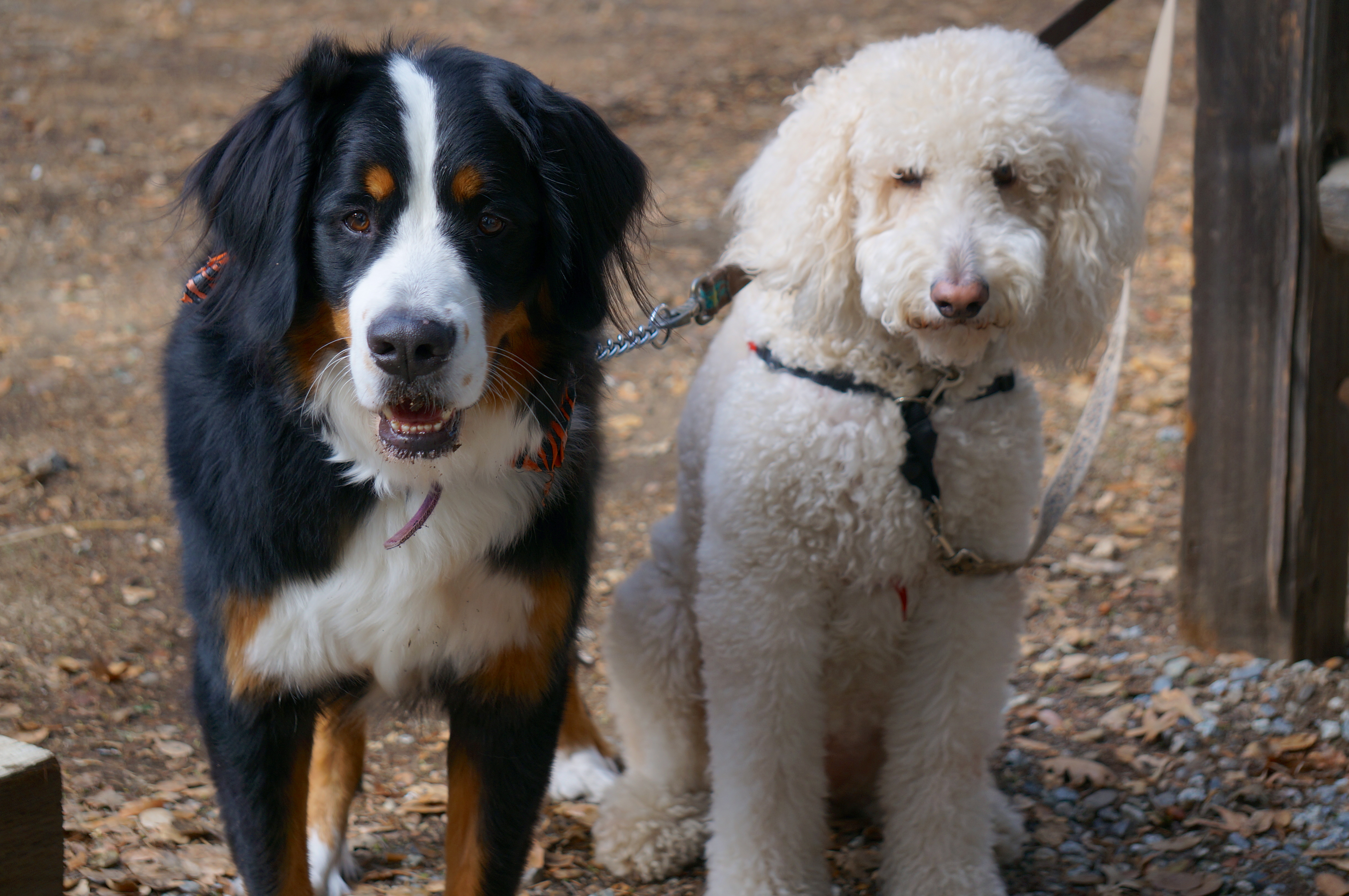 Bernese Mountain Dog and Goldendoodle