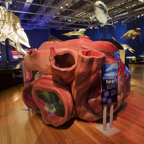 Photo from http://www.calacademy.org/exhibits/whales-giants-of-the-deep