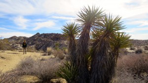 Hiking Joshua Tree National Park - Positively Stacey