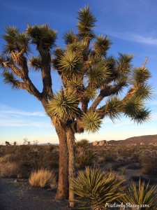 Hiking Joshua Tree National Park - Positively Stacey