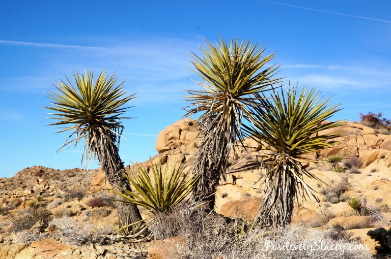 Hiking Joshua Tree National Park - Positively Stacey